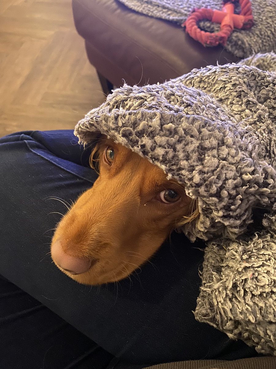 ThatSabrina's tweet image. Cosy time #snug