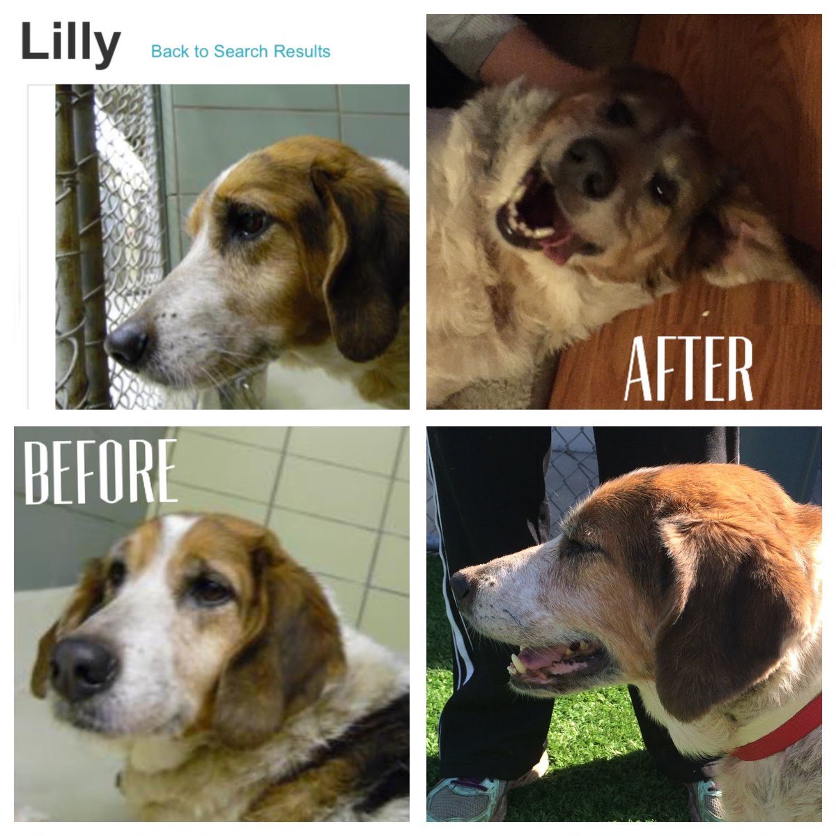 WondermintWhit's tweet photo. @_XDogs This is my Lilly- she was the oldest, sorest and least wanted. She was a diamond the world overlooked and I got her. What a privilege. It’s why I do what I do. https://t.co/TbL7CuLA1q