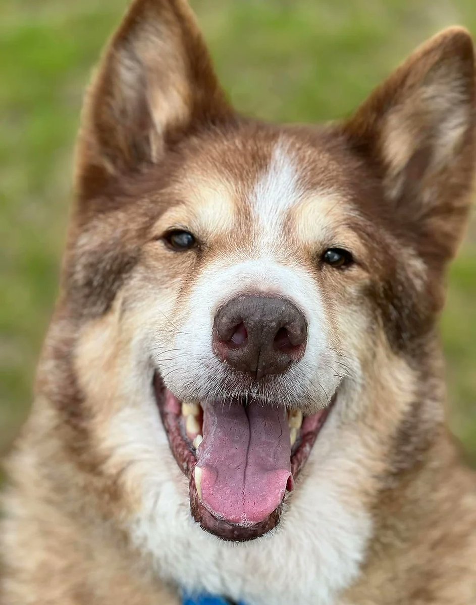 Please retweet to help Koda find a home #Peterborough #Cambridgeshire #UK #Malamute x 

Collie aged 7, poor boy has had NO APPLICATIONS in 713 days! . 
He needs and adult home with breed experience and to be the only pet. 

DETAILS or APPLY👇 saintssleddogrescue.co.uk/koda 
#dogs