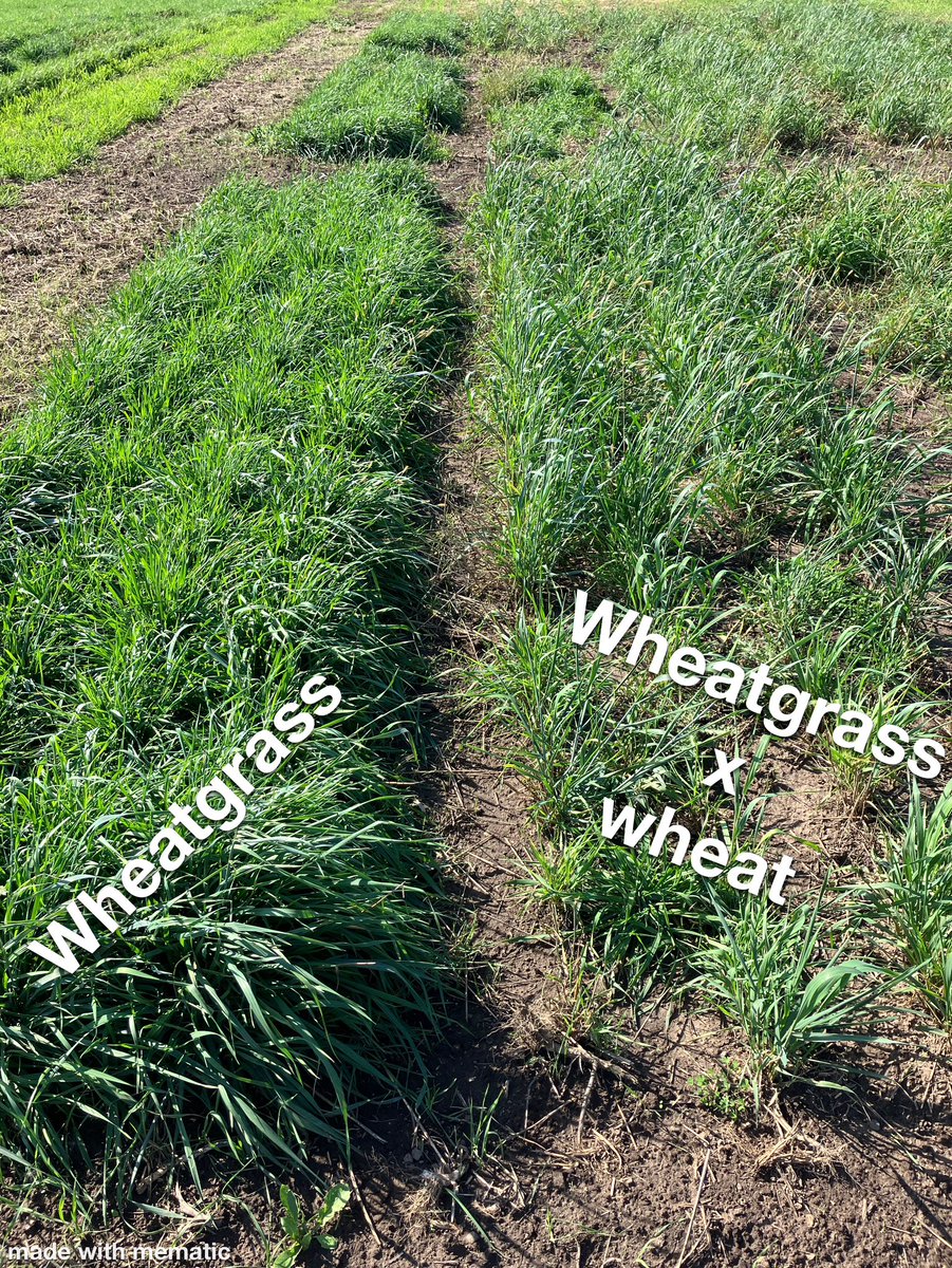 Jesse Bealsburg tweet media