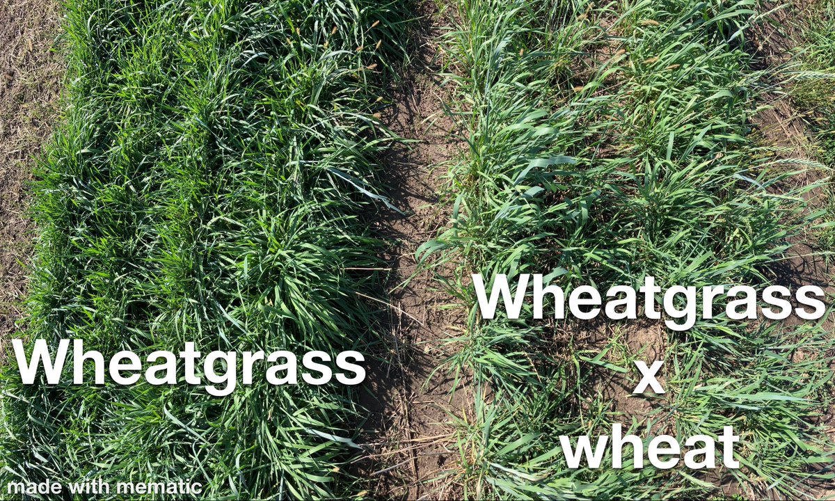 Jesse Bealsburg tweet media