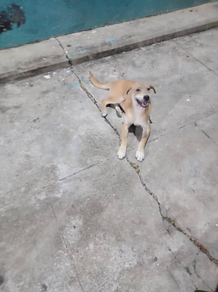 PerroUsuario's tweet photo. Este perrito está abandonado y desde hace 2 días está en la entrada del edificio La Fuerza del Destino, Ave. El Parque,  Las Acacias, Caracas. Llegó como adolorido y con hambre, no lo pueden tener y en el edificio hay gatos. Contacto 04123003593. Por favor difundamos. https://t.co/QNdXM3KUG9