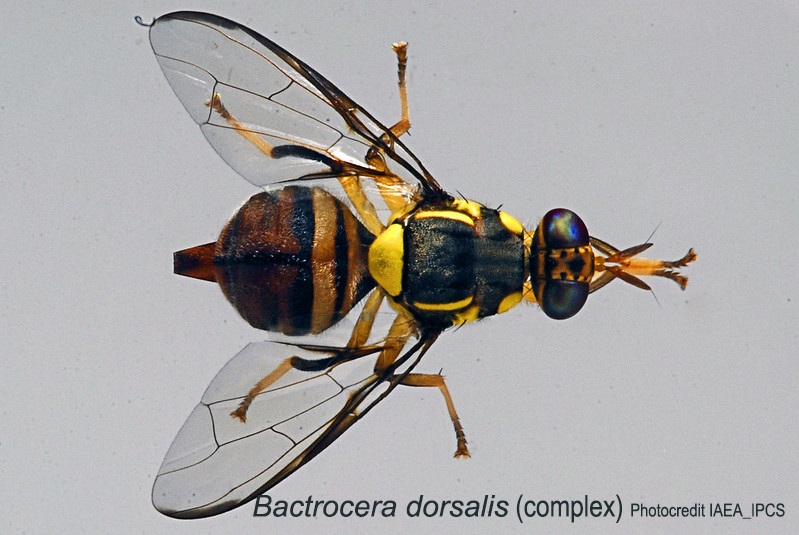 AbdelBakri's tweet photo. Incursions of the Oriental Fruit Fly (Bactrocera dorsalis) in Belgium. 
The NPPO of Belgium recently informed the EPPO Secretariat of findings of Bactrocera dorsalis (#Diptera: #Tephritidae – EPPO A1 List) on its territory.

EPPO Reporting Service no. 9,
https://t.co/VxVK5vjMEQ https://t.co/3BETV3nKGO