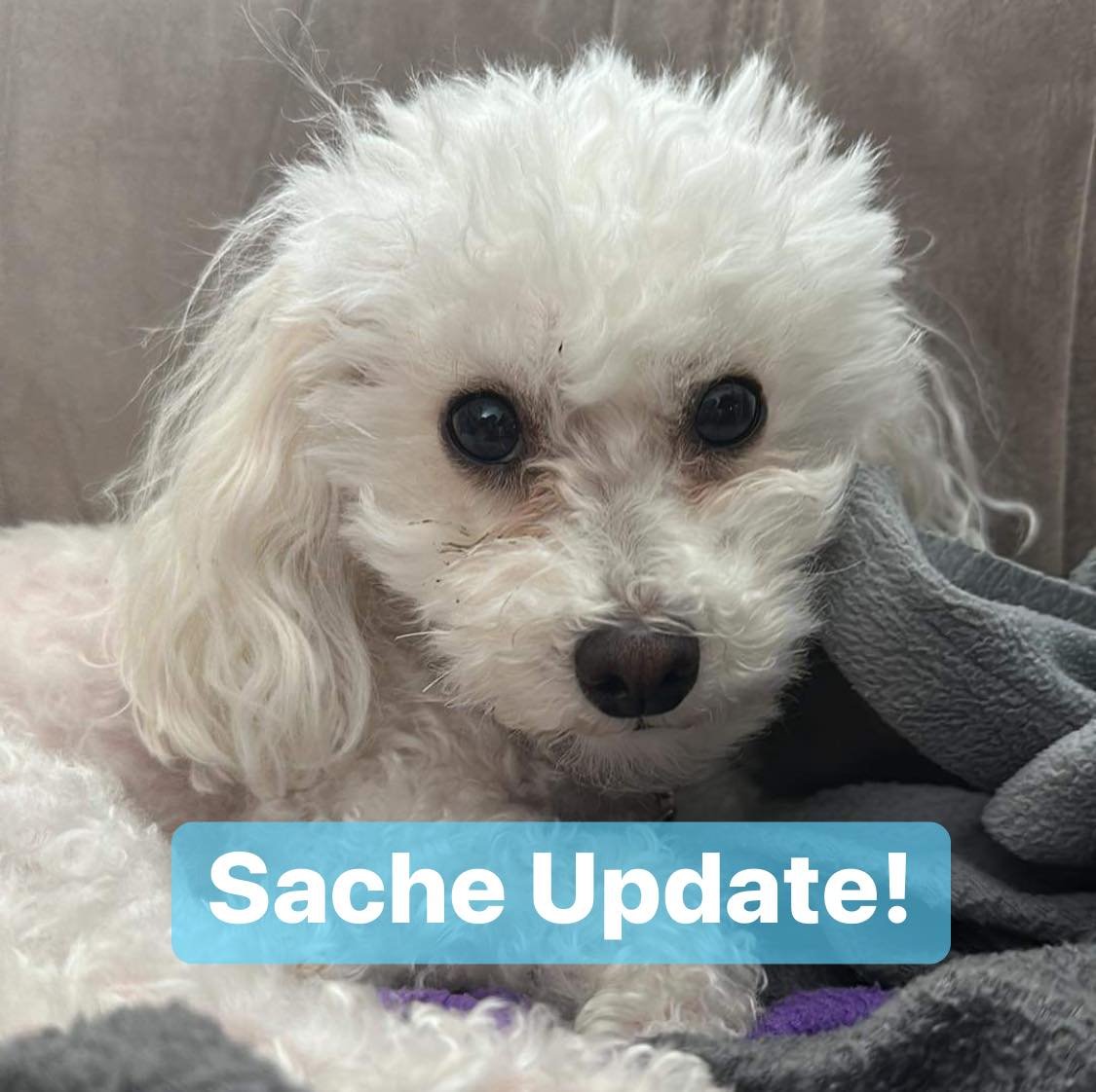 Update! Vet confirmed #Sache's bloodwork as a massive improvement and is prescribing meds for her irritated tummy! 

We're also nearly to goal! Just under $300. If you can spread the word or donate, it would be just amazing. Again, thank you all. #doggo 

gofund.me/3dcbcb95