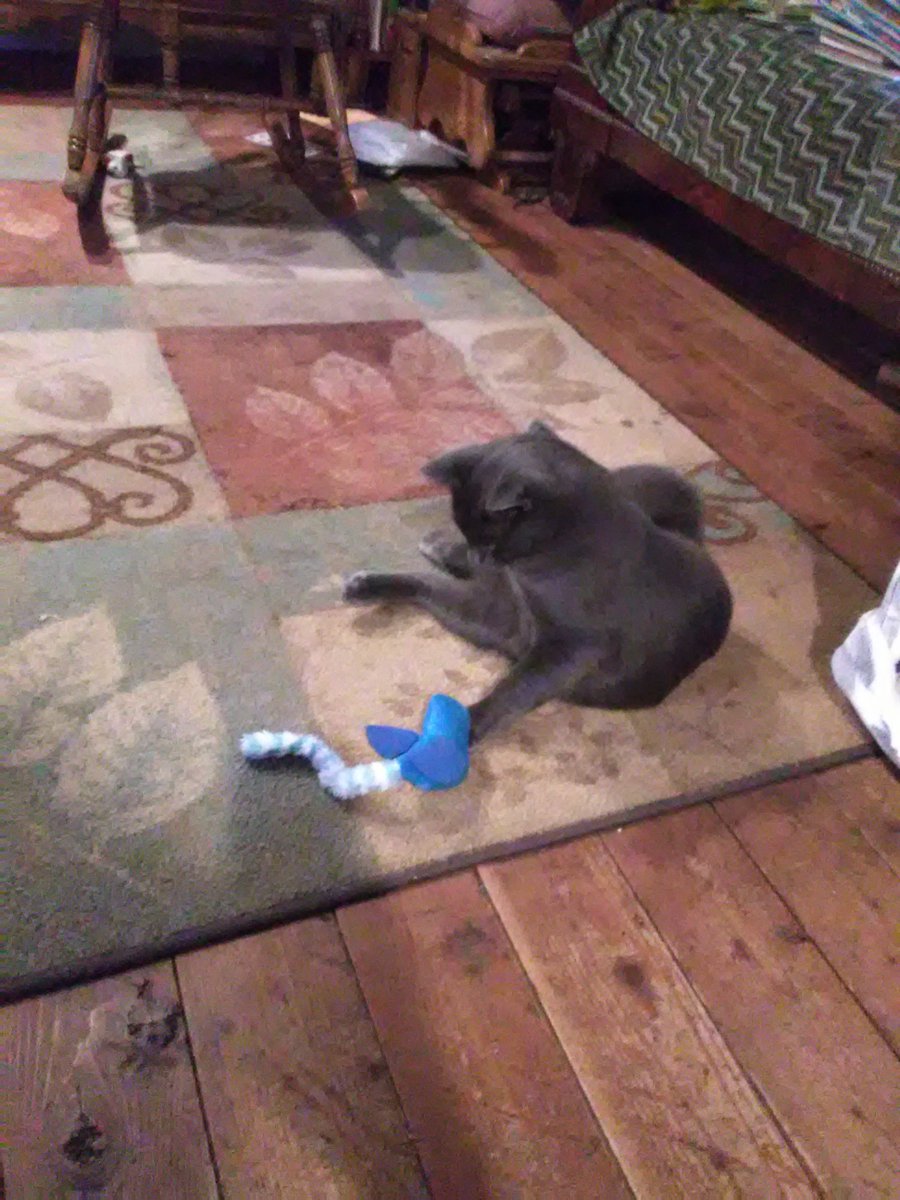 Cat knows what to do with what was formerly...