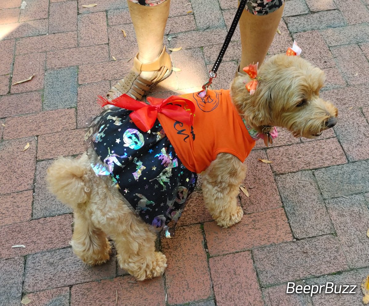 Oh the cuteness!!!

Someone is ready for spooky season in Downtown Annapolis! 🎃🐾.
#dogsofAnnapolis.
.
#Annapolis #BeeprBuzz  #Annapolisliving #mdlivin #MDLiving #LoveAnnapolis  #dmvmusic #DowntownAnnapolis #DTA  #annapolisbuzz