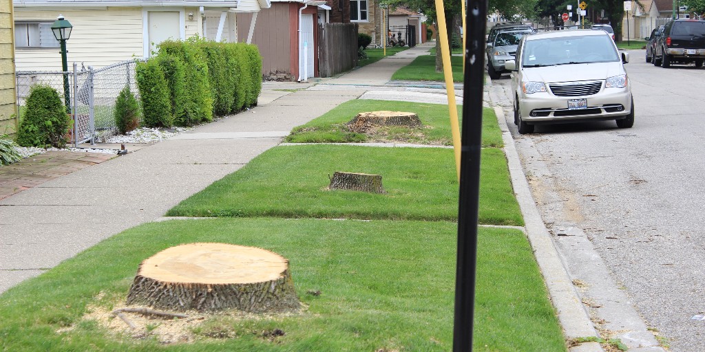 Attention: Chicago is poised to expedite the removal of healthy trees with O2023-0004235. It threatens the Urban Forestry Advisory Board, increases tree equity issues, and harms the urban canopy. Help protect our trees—contact your local alderperson NOW: openlands.salsalabs.org/protectourtree…