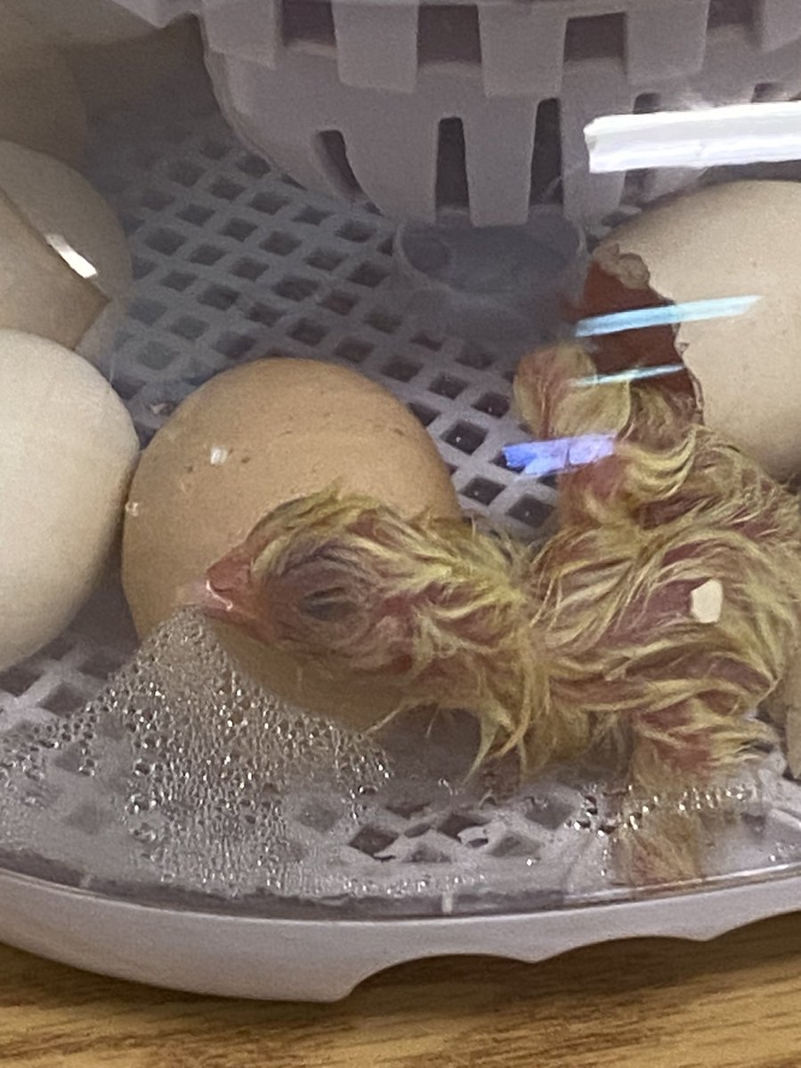 Lauren Harris tweet media