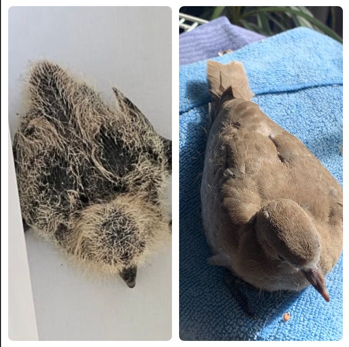 I love a good before and after story, it’s a testament to the dedication of an extraordinary rehabber - this is our lovely ⁦@joelleannabella⁩ who nurtured this little one 💚💚✨ #beforeandafter #babybirds #rehabberdiaries