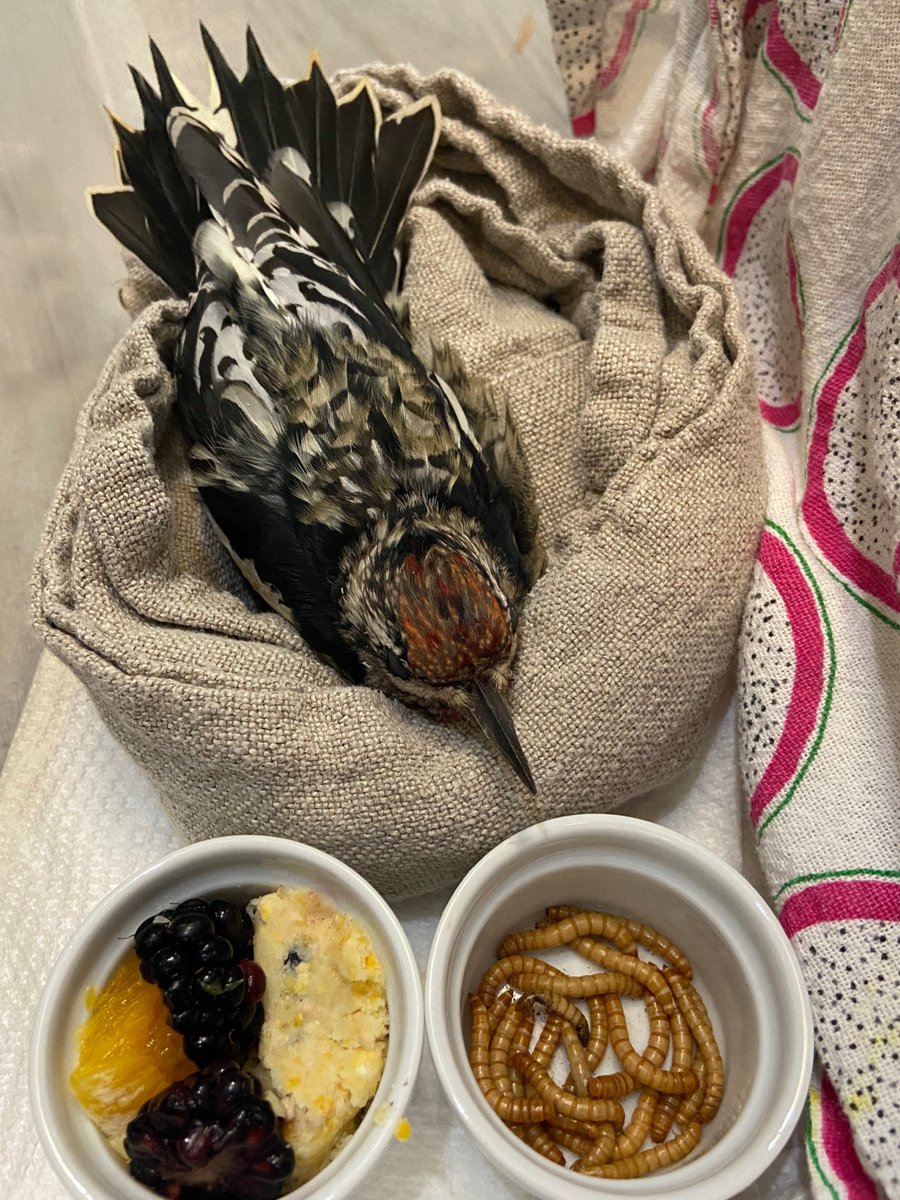 There was a big movement of woodpeckers last night, and the yellow-bellied sapsuckers have arrived in force. We've received 7 so far today, among our 25 window-collision victims. It's always hard to see these beautiful birds hurt and killed so needlessly. 

📷 <a href="/tristanahigg/">Tristan Higginbotham</a>