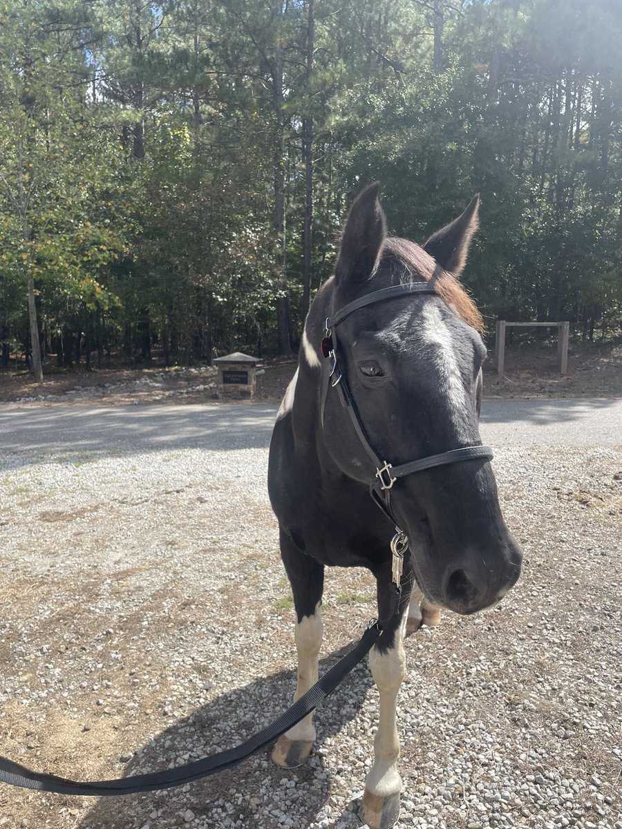 TeethandTails's tweet photo. Hello fall trail riding 😍 https://t.co/3tCpRU59RF