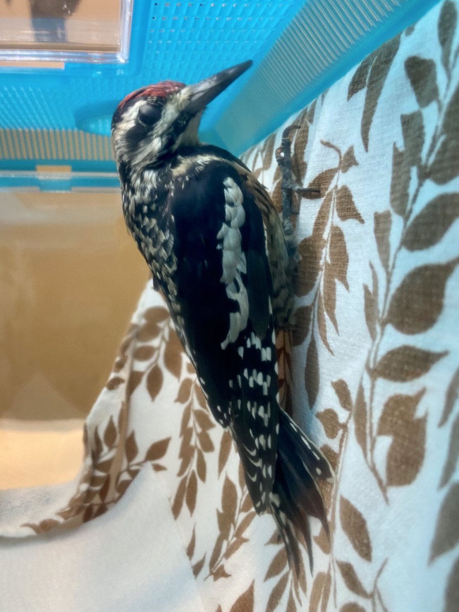 Window collisions are preventable, and contrary to popular belief, they are not a skyscraper problem. Birds collide on lower floors where trees and foliage are reflected in the glass. If birds are hitting your windows, please mark them!

📷: <a href="/tristanahigg/">Tristan Higginbotham</a>