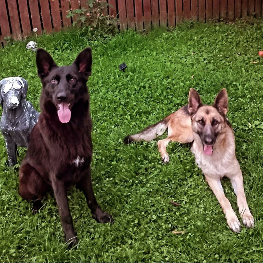 martfocus74's tweet photo. Our Girls @irishstevieg https://t.co/WoOW5vBrUX