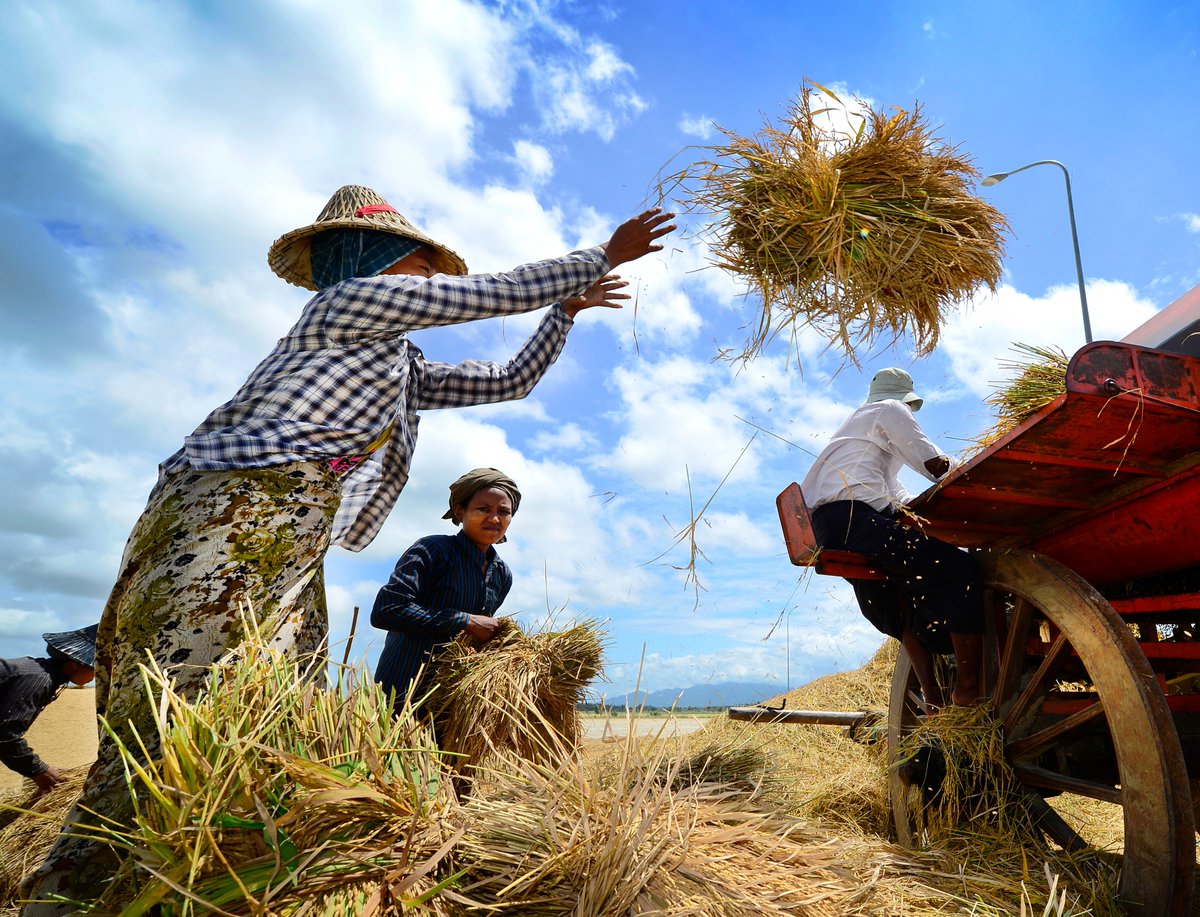 IFPRI's tweet photo. ♨️ New Issue Post: "Global rice markets face stresses from El Niño, India export restrictions"

✍️ @JoeGlauber1 &amp; Abdullah Mamun
�� https://t.co/1JMVU84RFW https://t.co/0GDgYY1B0H