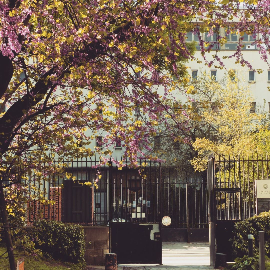 pianch_'s tweet photo. Arbre de Judée à l'entrée du jardin des Plantes, à Paris.
#paris @Le_Museum #jardin #garden https://t.co/jyMfBsj5Gp