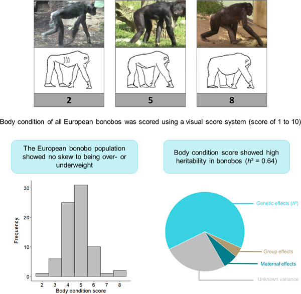 <a href="/jonasrrtorfs/">Jonas R. R. Torfs</a> Body condition shows high heritability in zoo-housed bonobos #health #primates #primatology #apes 
onlinelibrary.wiley.com/doi/full/10.10…