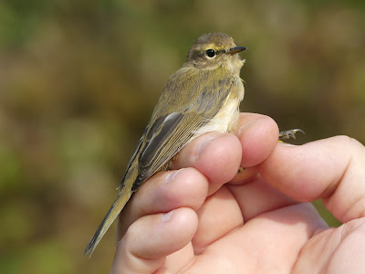 Chris Lamsdell tweet media