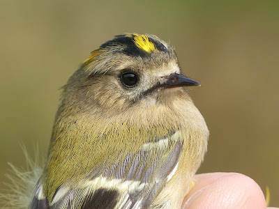 A quite session at Deepdale Farm, with only 14, with the best being 2 Blackcaps and Chiffhchaffs @_BTO @DeepdaleFarm