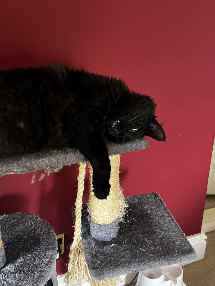 BritishCrumpet4's tweet photo. @weirdlilguys Behold. My Lou(cifer) https://t.co/3MTcjpdWRN