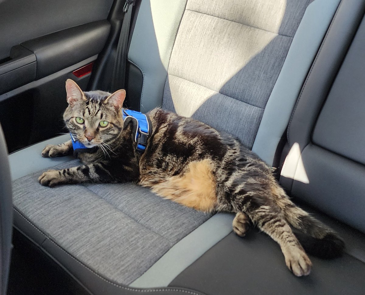 Sir Owen loved his car ride! He's my favorite passenger 🥰
#cat #catmom #adventurecat