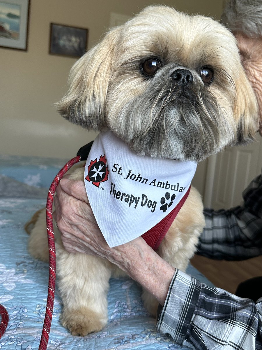 Georgina Short (@ggshort1) on Twitter photo Gorgeous Gladys (1st hour) and Handsome Hershey (2nd hour) had a tag-team visit this afternoon with their friends at Ruby Manor Retirement Home. <a href="/SJA_NL/">St John Ambulance NL</a> Therapy Dog Program - <a href="/SJA_Canada/">SJA Canada</a> #volunteer #therapydog #caringthroughsharing #spreadingsmiles #petsaretherapy 🐾❤️ Gorgeous Gladys (1st hour) and Handsome Hershey (2nd hour) had a tag-team visit this afternoon with their friends at Ruby Manor Retirement Home. <a href="/SJA_NL/">St John Ambulance NL</a> Therapy Dog Program - <a href="/SJA_Canada/">SJA Canada</a> #volunteer #therapydog #caringthroughsharing #spreadingsmiles #petsaretherapy 🐾❤️