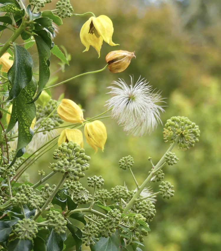 I grow clematis tangutica in a large pot at the base of an ivy covered fence. The ivy was not my idea. Decided not to cut it back this year but to leave the flowers for late flying pollinators. The scent is surprisingly heady. And the fence is nowhere to be seen.
#GardensHour