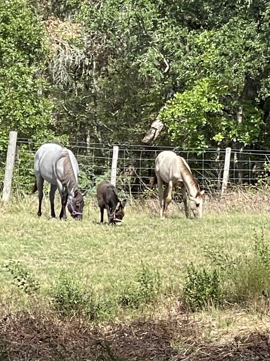 The three musketeers, Remi, Dragon and Ruger. 

#hartlandoaks #homestead #farm #texas #donkeys #minidonkey #horses