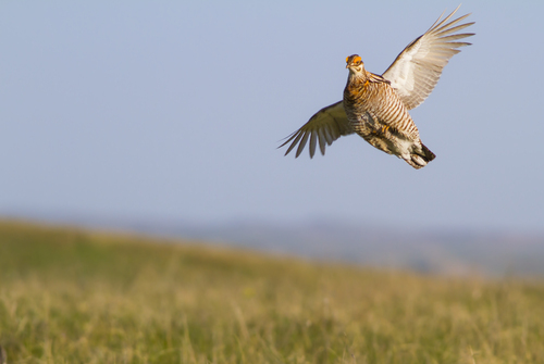 NossamanLaw's tweet photo. President Biden Vetoes Attempt to Undo ESA Protections for Lesser Prairie-Chicken and Northern Long-Eared Bat https://t.co/CKZVc8Ghfd https://t.co/ew4T03s47X