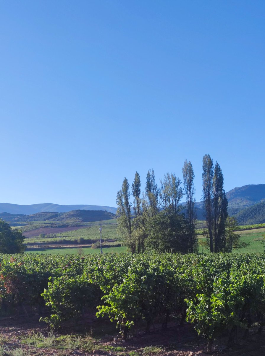 Dolores Ojeda tweet media