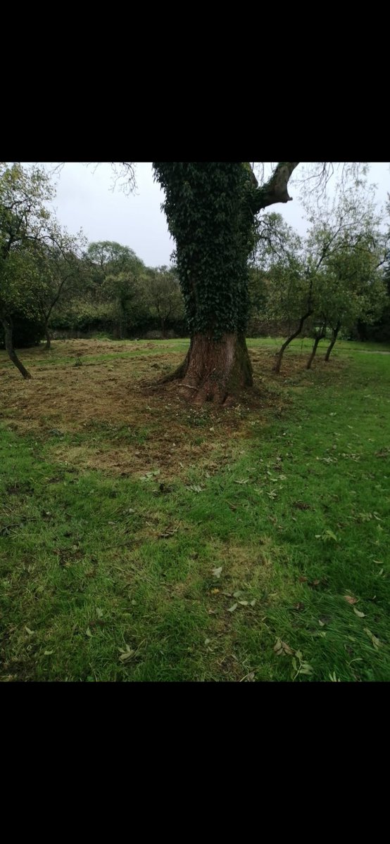 jrobsgardening's tweet photo. In light of recent events here are a few trees swallowed up in ivy, cutting back the ivy helps the tree grow to its full potential and minimises the risk of the tree dying back giving it the best chance. #tree #thurnhamhall #lancashire #protectthetrees @thurnhamhall https://t.co/ESyiGVMVAg