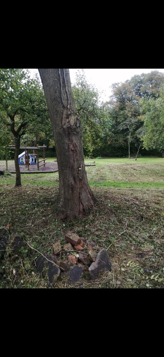 jrobsgardening's tweet photo. In light of recent events here are a few trees swallowed up in ivy, cutting back the ivy helps the tree grow to its full potential and minimises the risk of the tree dying back giving it the best chance. #tree #thurnhamhall #lancashire #protectthetrees @thurnhamhall https://t.co/ESyiGVMVAg