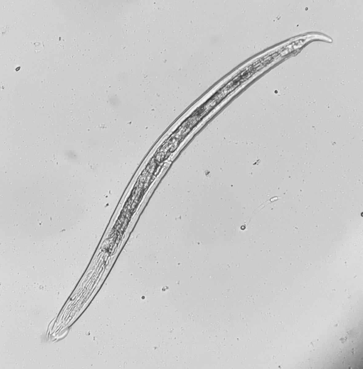 LesSchumacher's tweet image. For National #NematodeDay, let’s not forget about the often overlooked free-living #nematodes, that are critical in #soil nutrient cycling and #soilhealth 🤗🪱