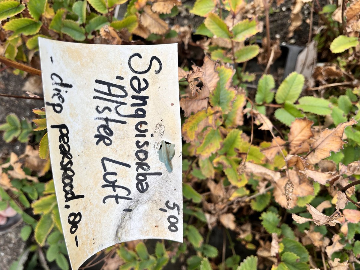_t_m's tweet photo. Unsere Auslese Sanguisorba hakunanensis ‚Alster Luft’ hat es in die Sortimente der EU und UK geschafft, und auch in Japan ist sie schon bekannt.
#SanguisorbahakunanensisAlsterLuft https://t.co/iUiebWUB17