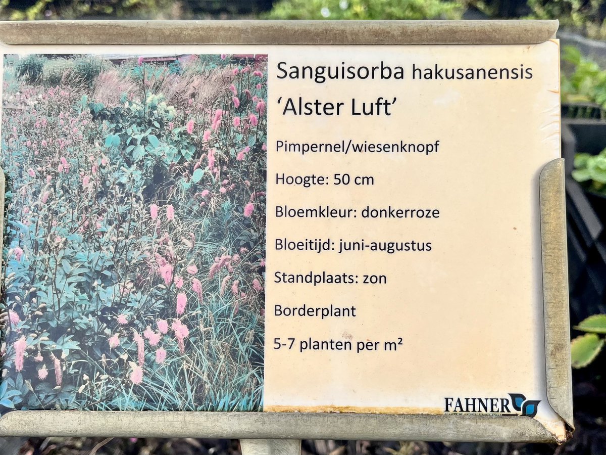 _t_m's tweet photo. Unsere Auslese Sanguisorba hakunanensis ‚Alster Luft’ hat es in die Sortimente der EU und UK geschafft, und auch in Japan ist sie schon bekannt.
#SanguisorbahakunanensisAlsterLuft https://t.co/iUiebWUB17