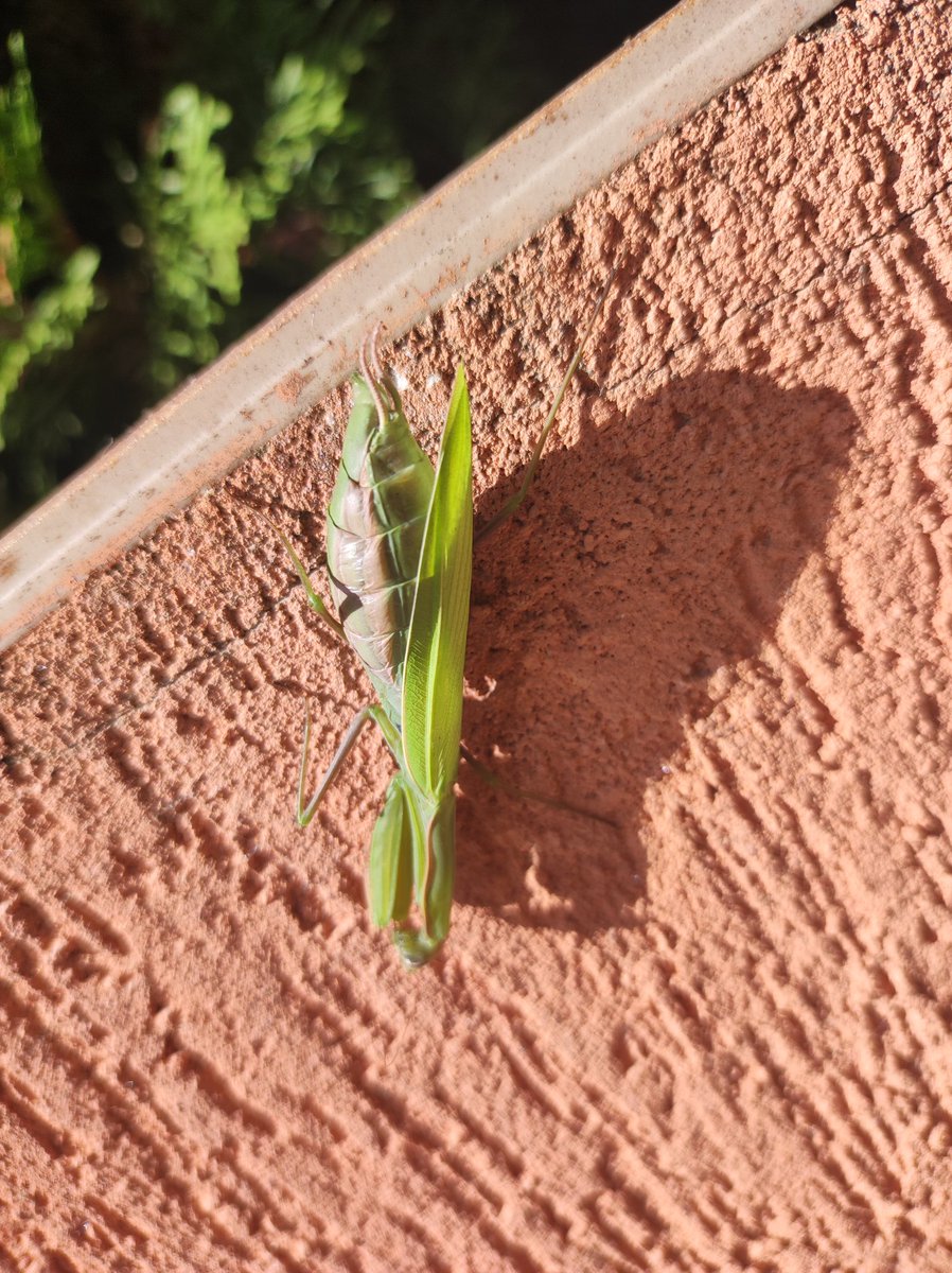 Nikdy bych nevěřil, že tohle potkám u nás na severu ve volné prirode