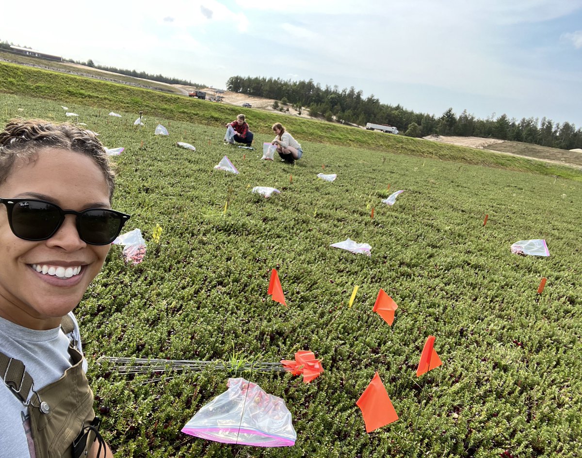 Leslie Holland, PhD (@leslieholland_) on Twitter photo It’s a wrap on cranberry field season!! We harvested over 150 plots. Thankful for our new vacuum harvester to help speed up the job! Now it’s time to get these samples processed… fingers crossed for fruit rot!
<a href="/SAME_Cran/">SAME Project</a> <a href="/eithanpozas/">Eithan Pozas</a> It’s a wrap on cranberry field season!! We harvested over 150 plots. Thankful for our new vacuum harvester to help speed up the job! Now it’s time to get these samples processed… fingers crossed for fruit rot!
<a href="/SAME_Cran/">SAME Project</a> <a href="/eithanpozas/">Eithan Pozas</a>