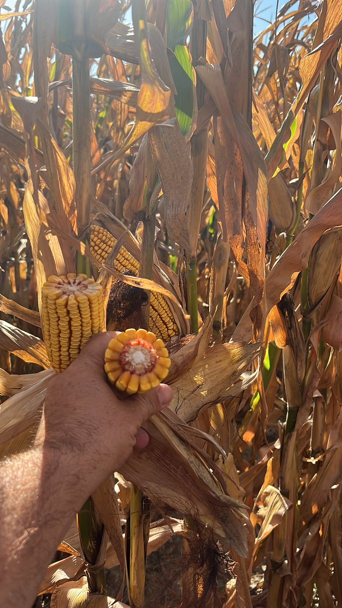 kevgolus's tweet photo. DyanGro 48SS50 looks like great choice for a shorter season corn to allow for early harvest of some acres.  Near Loup City, NE @nutrien_Nebr https://t.co/faZTYrdxcH