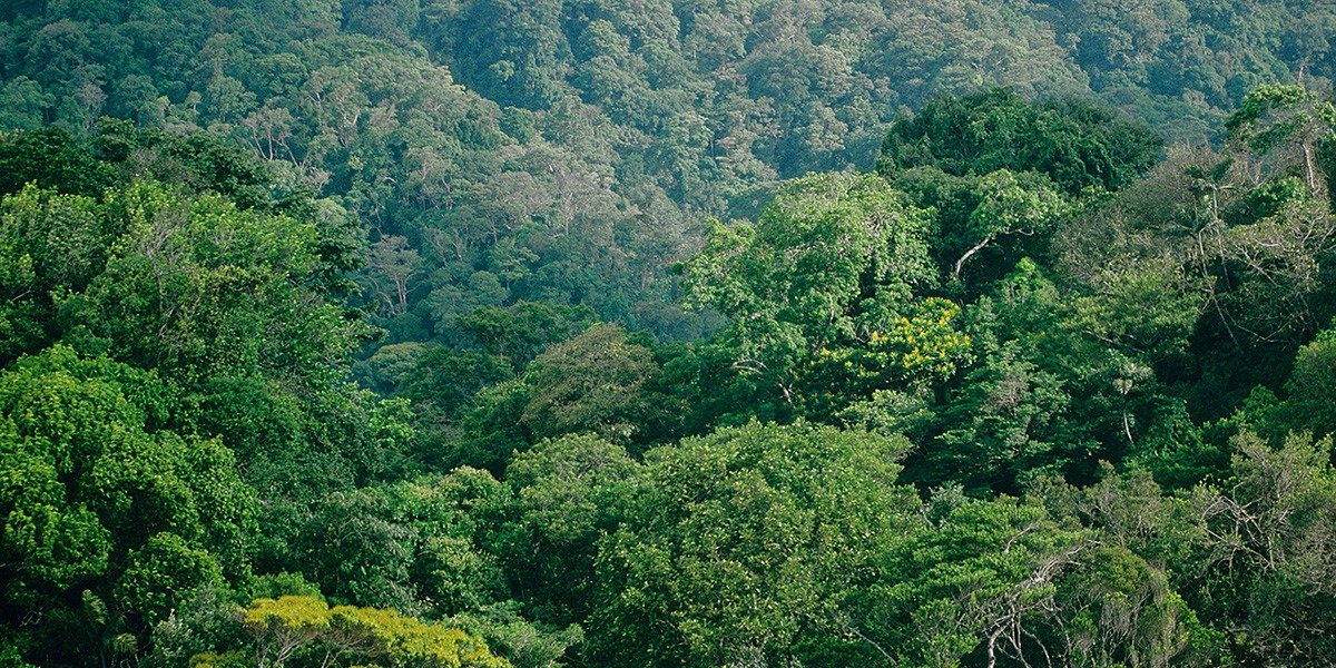 LuisGMurillo's tweet photo. El canciller @AlvaroLeyva, envió oficialmente a la @UNESCO el expediente de nominación del "Darién Norte Chocoano" para que sea designado como parte de la Red Mundial de Reservas de Biósfera. Una gran noticia para el país. https://t.co/MA3MsJ2Ffd