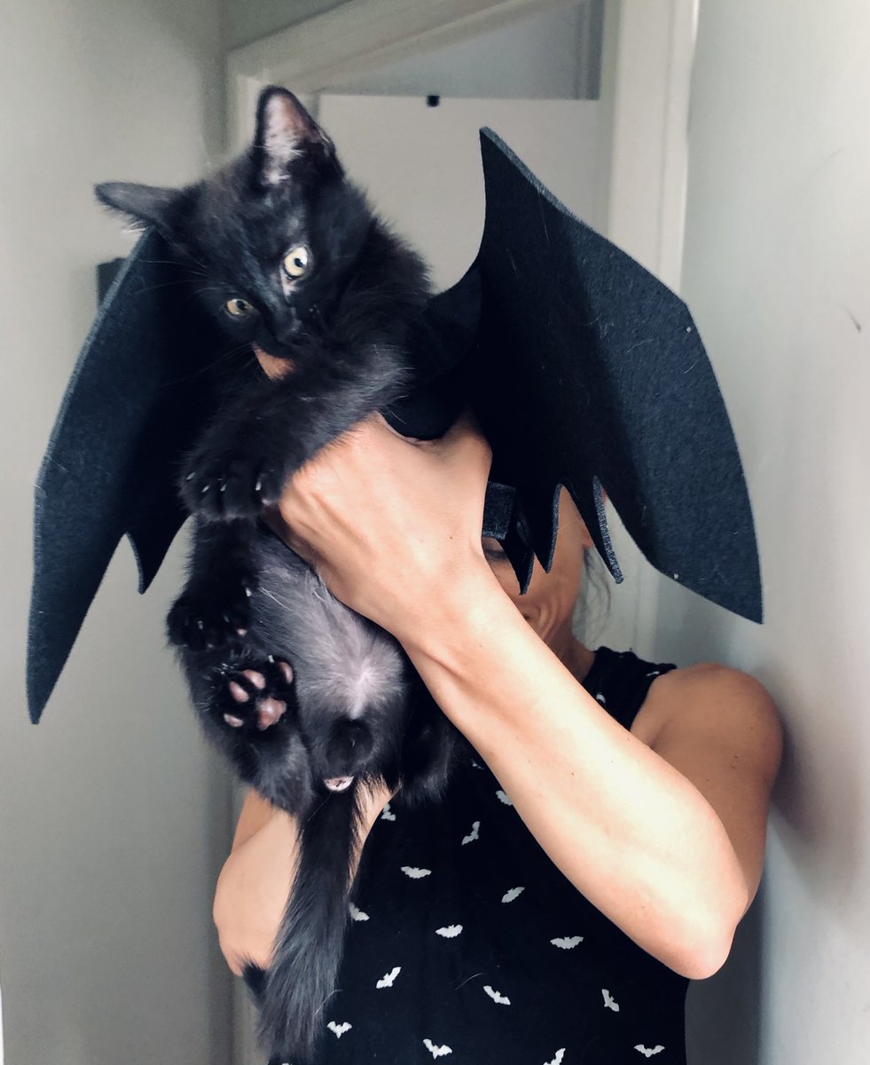 Salamandrecus's tweet photo. @poorlycatdraw #demonkitty lol Moon Morningstar, my little prince of hell https://t.co/b5LRunUSM4