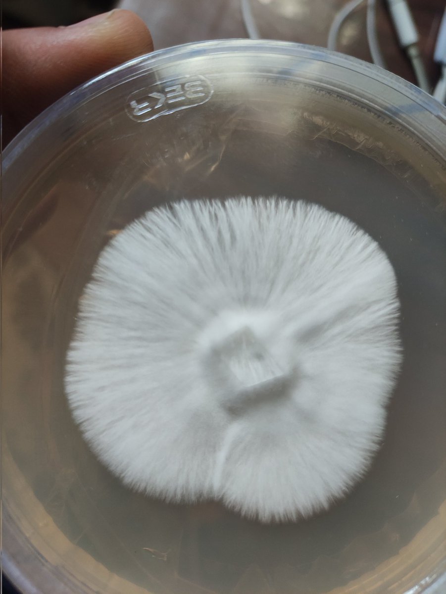 technicalmannn's tweet photo. #mycologi #psilosybn https://t.co/5mP39ET5yF