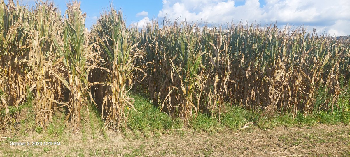 Greg Roth tweet media