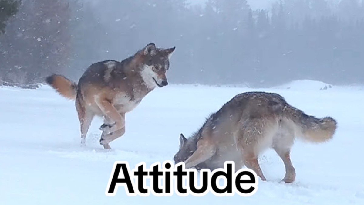 CoachDomClegg's tweet photo. Our founding principle is controlling our controllables. There are 4 areas of our life we can always control. We control our Effort, our Attitude, our Target and our Toughness.
Control these everyday! EATT everyday!
#A1phaPack
#ControlYourControllables
#EATT https://t.co/8MRWb1BacP