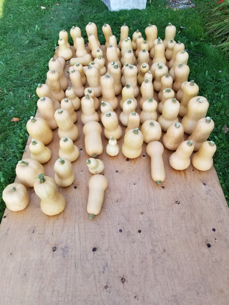 22labguy's tweet photo. Gathered our butternut  squash today https://t.co/W1WWTPIT3G