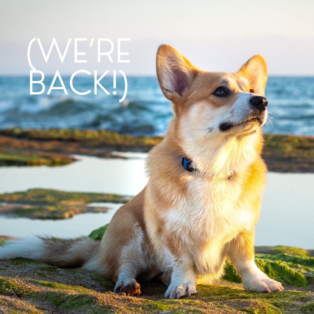 learnaboutpod's tweet photo. We're back!! And we're so excited to get going again, we're bringing you a new episode TOMORROW!

Here's a sneak peek. Corgis are one of the most adorable, pointy-eared, butt-wiggling dogs in the world... but what do you think our episode could be about? 🐶🧚🏻‍♀️🏴󠁧󠁢󠁷󠁬󠁳󠁿 https://t.co/2L9laY0FqF