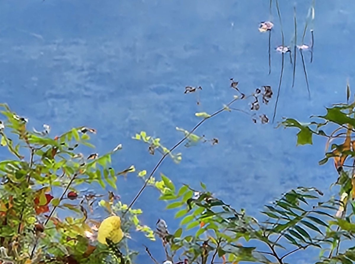 My phone camera's attempt at a #Japanese style #watercolour painting of reeds, leaves and waterside foliage. It likes to do its own creative thing.