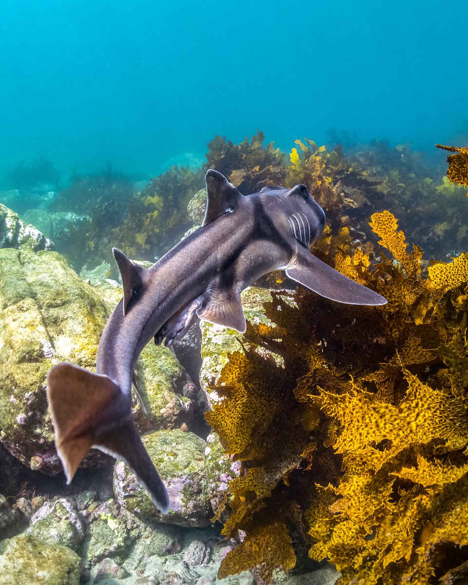 GSR_Australia's tweet photo. 🔍 Get involved in the #GreatEggCaseHunt on the #GreatSouthernReef & help provide new data for scientists on sharks, skates & chimeras. Record via app thanks to new @SharkTrustUK & @CSIRO partnership. ID cards for your state available at https://t.co/Zo42JihSx0 https://t.co/e9WfNnLmtW