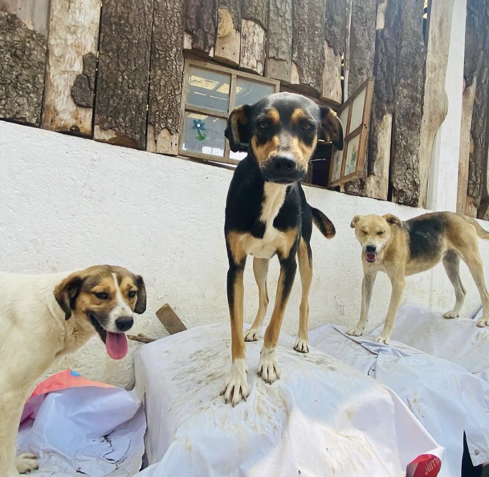 RefugiOceaniCAN's tweet photo. Hola amigos buen día!
Hoy tenemos una apuración.😰Nunca pedimos para pagar la renta pero ahora sí que no la hemos pagado. Nos urgen patitas de ayuda, antes de que el sr. nos diga BYE. 😥😥
Ya saben que todo suma y es para mantener el hogar de los Oceanicanes. Mil gracias de
👇🏼🧶 https://t.co/5WqDDpSb5T
