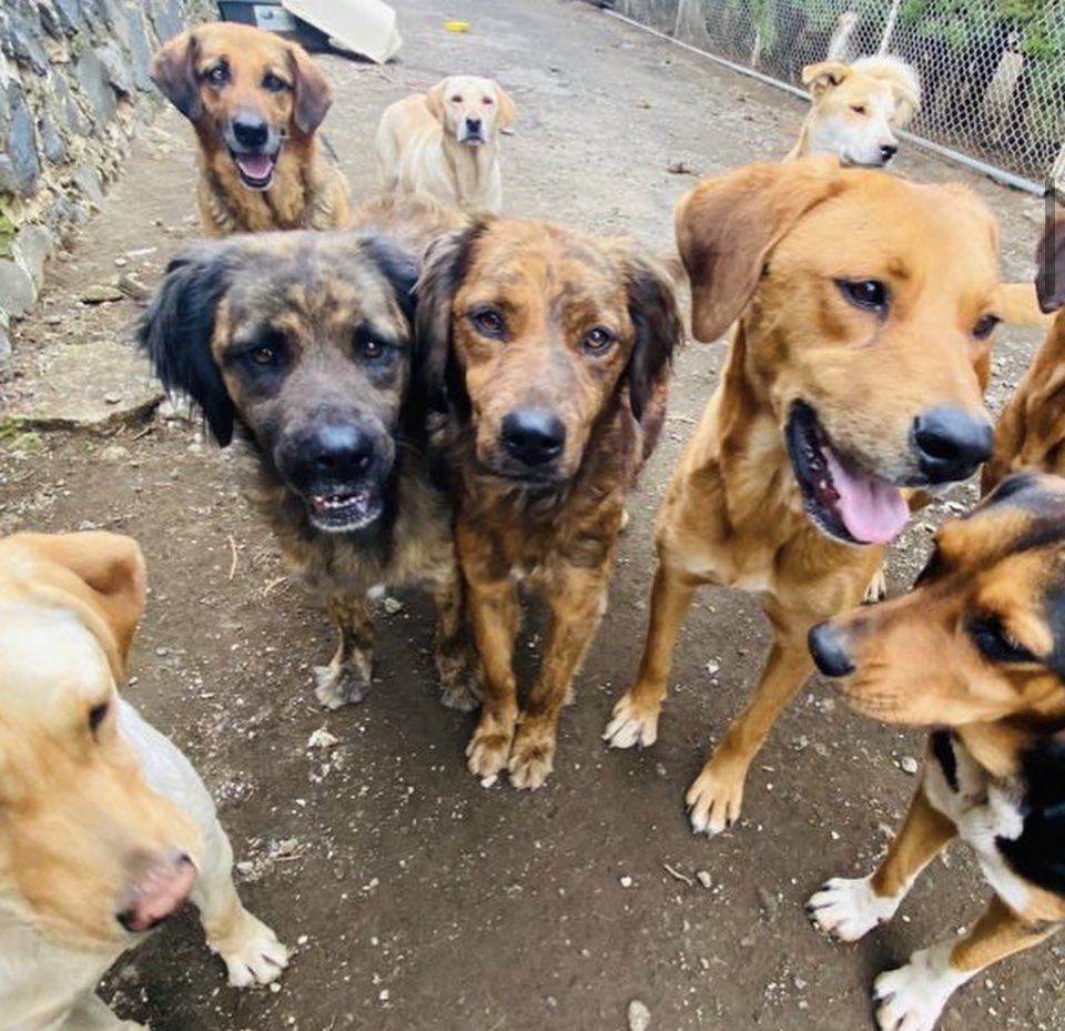 RefugiOceaniCAN's tweet photo. Hola amigos buen día!
Hoy tenemos una apuración.😰Nunca pedimos para pagar la renta pero ahora sí que no la hemos pagado. Nos urgen patitas de ayuda, antes de que el sr. nos diga BYE. 😥😥
Ya saben que todo suma y es para mantener el hogar de los Oceanicanes. Mil gracias de
👇🏼🧶 https://t.co/5WqDDpSb5T