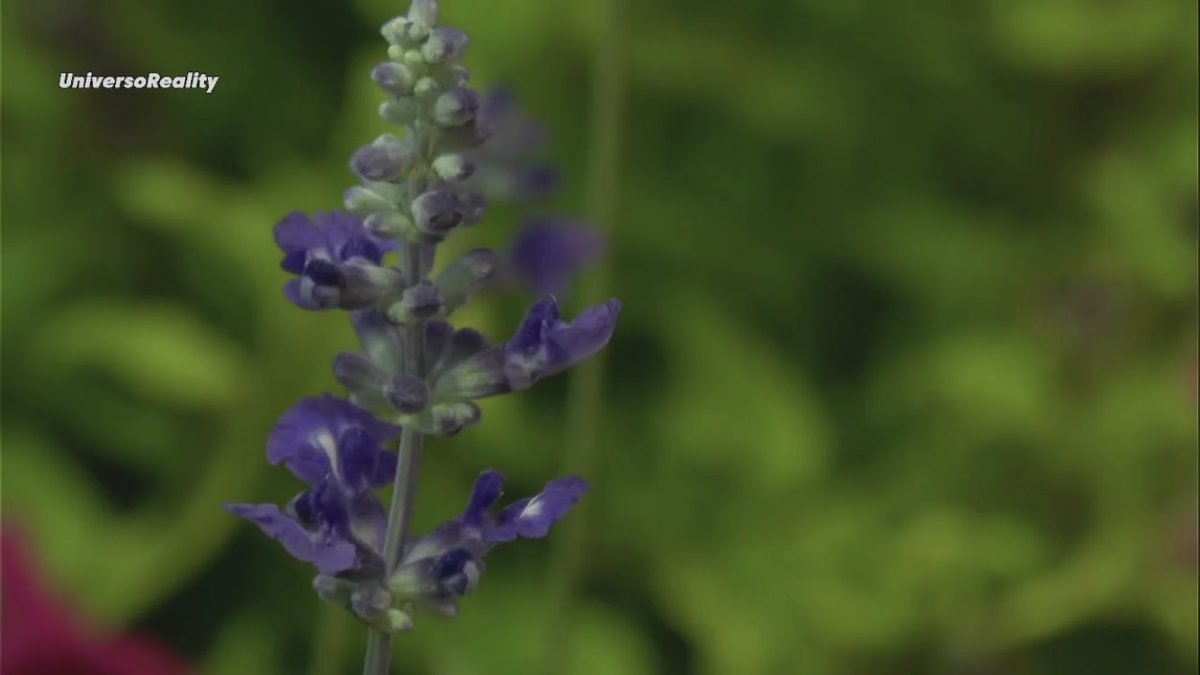 adarauva's tweet image. La planta se ha puesto detrás de Sol.

Brava la planta 👏 

#GHVIPUH1
#GHVIP20