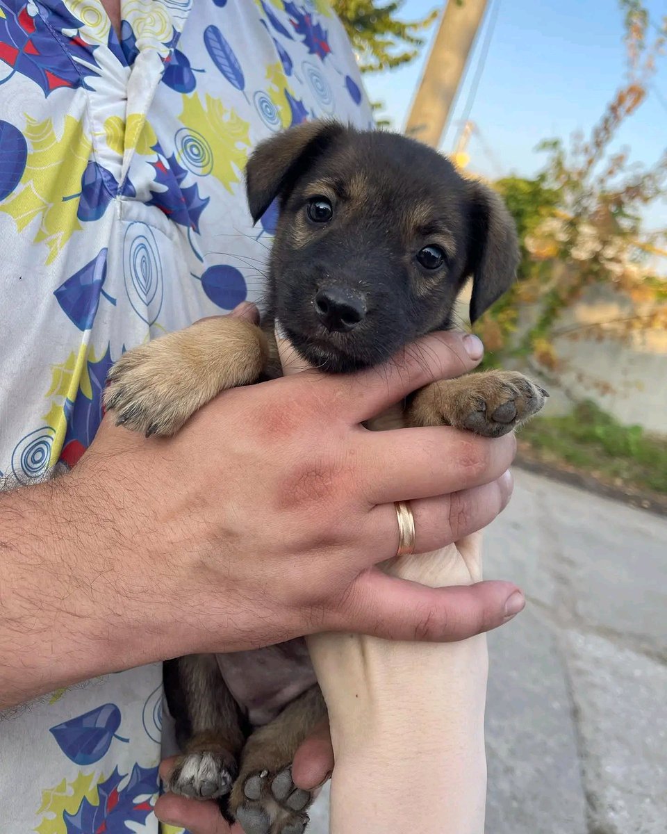 Tailscareua's tweet photo. Do you love news like this💒

Friends, we just transferred such a girl to a wonderful family❤️ The little one went home with gifts🎁 We collected everything you need✔️
She will still have little brothers on the street..

Let's save lives together🫶 https://t.co/YNIsZZW26W